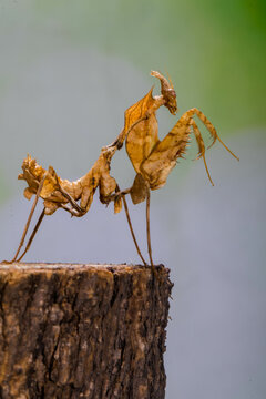 Phyllocrania paradoxa, common name ghost mantis, is a small species of mantis from Africa remarkable for its leaf-like body