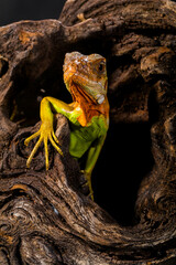 Super Red Iguana is a type of lizard that lives in tropical areas of Central and South America and the Caribbean