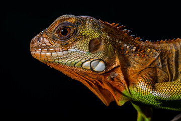 Fototapeta premium Super Red Iguana is a type of lizard that lives in tropical areas of Central and South America and the Caribbean