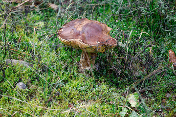 Black Forest Mushrooms/ Schwarzwald/ Echter Rotfußröhrling/ Real Red-Footed Boletus