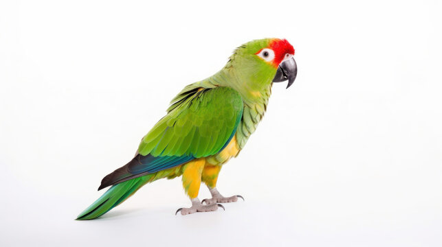 animal on the white Background a parrot generative ai