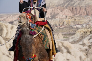 Camel dressed in multi-colored rags for the entertainment of tourists close-up