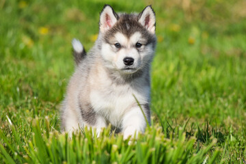 Naklejka na ściany i meble beautiful husky alaskan malamute pomski puppy run, sit and play on grass 