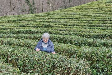 Senior woman on tea plantation in early spring looking at tea bush.