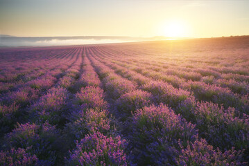 Meadow of lavender at sunset