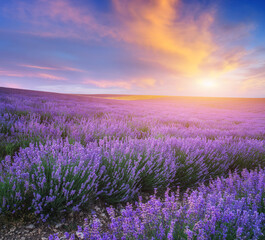 Fototapeta premium Meadow of lavender at sunset.