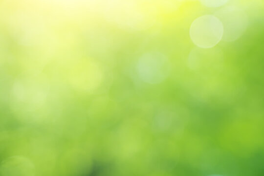 Green bokeh nature background.