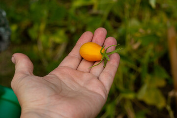 Yellow cherry tomato on an open palm. A