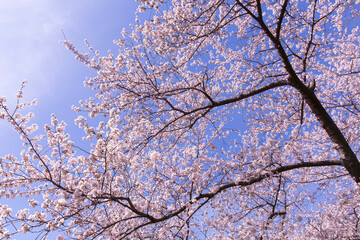 Cherry blossom trees in Central Park at New York City
