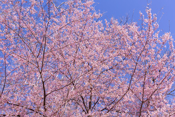 Cherry blossom trees in Central Park at New York City