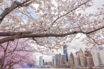 Cherry blossom with Manhattan buildings in New York city.  View from Roosevelt island.	
