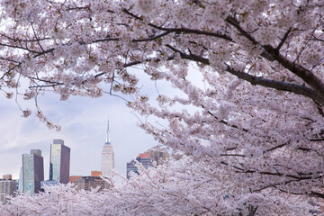 Beautiful view of Cherry blossom with Manhattan buildings at the background. View from Long island city at New York city.