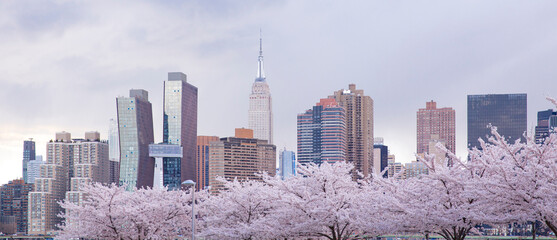 Beautiful view of Cherry blossom with Manhattan buildings at the background. View from Long island city at New York city.