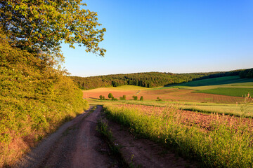 Obraz premium Tranquil country road surrounded by lush foliage and clear blue sky in Apfelberg, Werbach, Taubertal, Germany.