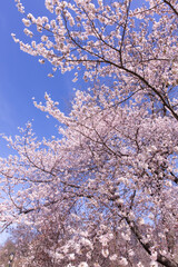 Cherry blossom trees in Central Park at New York City