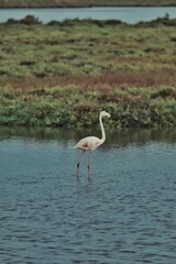 Flamingo standing in a wetland 