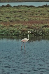 Flamingo standing in a wetland 