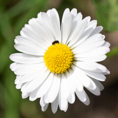 Fototapeta premium Brassicogethes aeneus - Meligethes aeneus - Common pollen beetle - Méligèthe du colza
