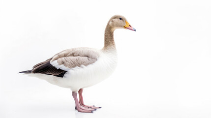 animal on the white Background a Goose generative ai