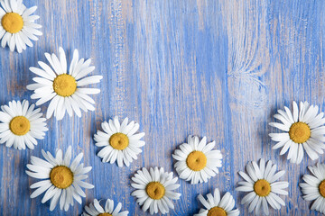 Obraz premium Background of chamomile flower on an old blue wood board.