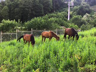 horses in the mountains