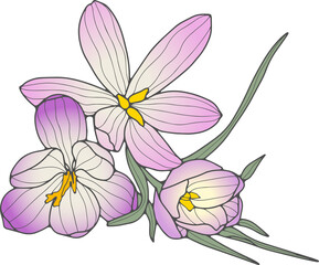 Fototapeta na wymiar Delicate purple crocus flowers with thin green leaves on a transparent background