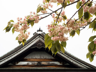 Cherry blossoms in Yasakaji, temple number 47 of Shikoku pilgrimage - Matsuyama, Ehime prefecture, Japan