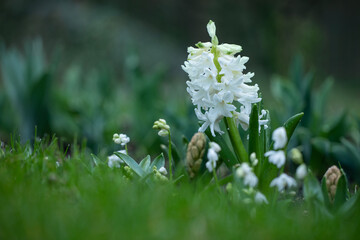 white spring border with hyacinth flowers and white siberian squill (Scilla siberica) 