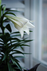 White flower with green stem and green leaf facing the window. Wallpaper for screens.