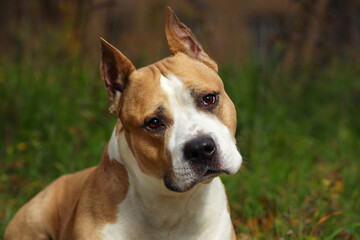 staffordshire terrier brown color close up in nature