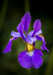 purple iris
