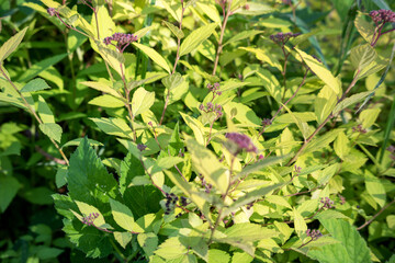 A plant with flowers and green leaves