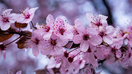 wiosenne kwiaty jabłoni na drzewie z kropelkami rosy - obrazy, fototapety, plakaty