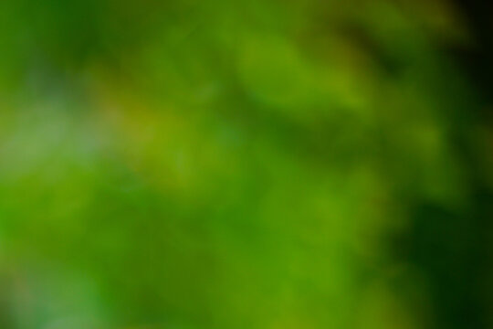 Beautiful bokeh flower on a background of dark green grass. 
