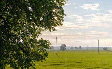 A field with trees in the background
