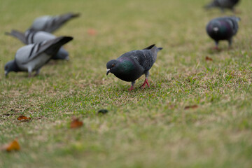 鳩