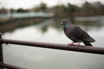 公園にたたずむハト