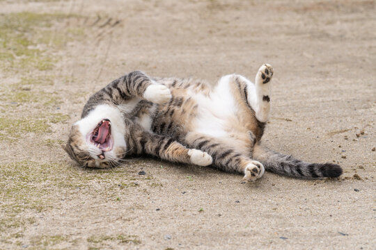きじねこ Imagens – Procure 7 fotos, vetores e vídeos | Adobe Stock