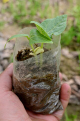 closeup the pumpkin plant soil heap in the polythene bag holding hand soft focus natural green brown background.