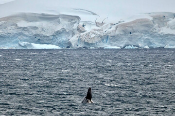 Humpback Whale Breaching in the Gerlache Strait of the Antarctic Peninsula