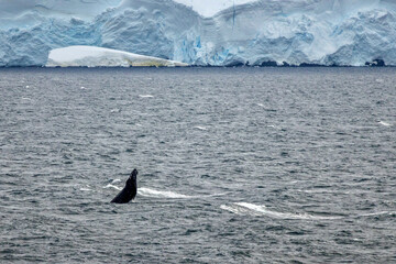 Humpback Whale Breaching in the Gerlache Strait of the Antarctic Peninsula