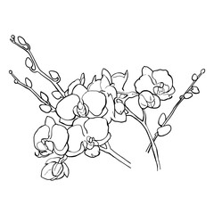 Vector graphics. Linear freehand drawing of orchid flowers. From the HAIR JEWELRY collection. For the design of websites, business cards, labels, invitations, printing posters on textiles and dishes.