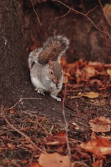 Squirrel on the ground looking somewhere