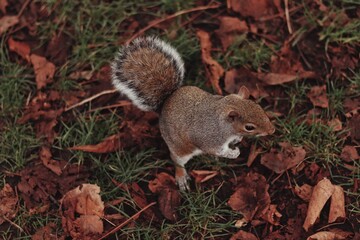 Squirrel on the ground looking somewhere