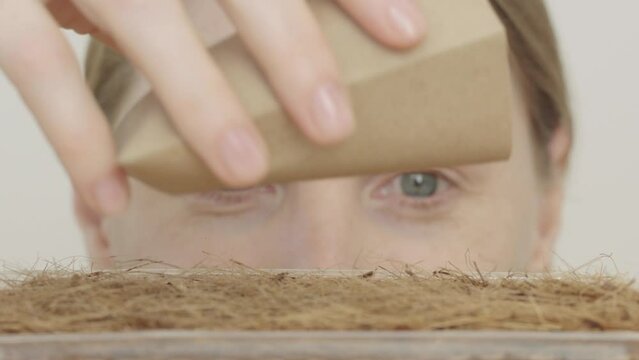 Woman sowing microgreen seeds on linen mats. Gardening and planting at home