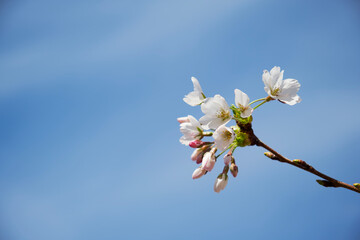 a blooming brunch of a cherry plum tree on a blue sky background