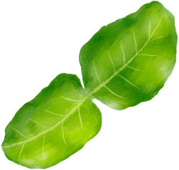 Fototapeta premium kaffir lime leaves watercolor png