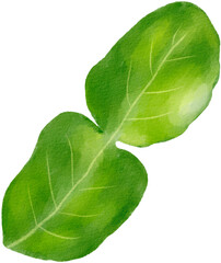 kaffir lime leaves watercolor png