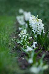 white spring border with hyacinth flowers and white siberian squill (Scilla siberica) 