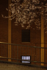 Fototapeta na wymiar Blossoming tree in the city